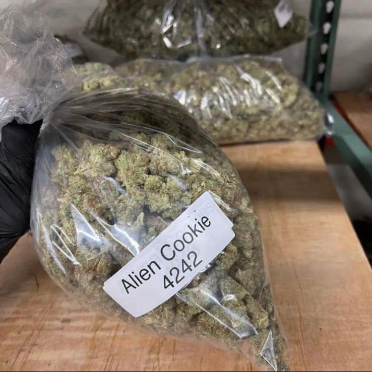 marihuana samen kaufen​