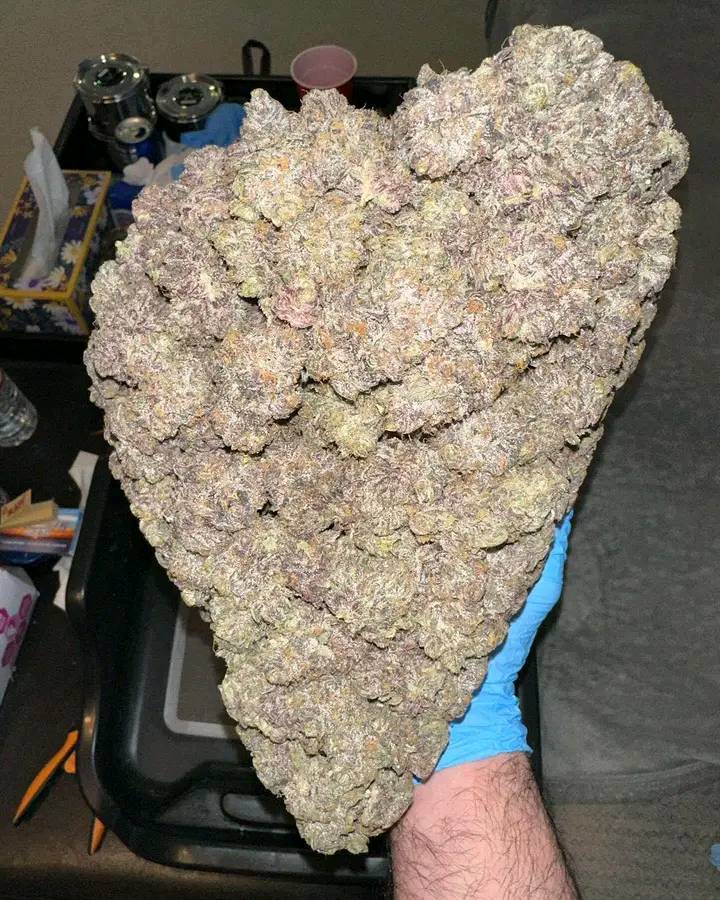 cannabispflanze legal kaufen