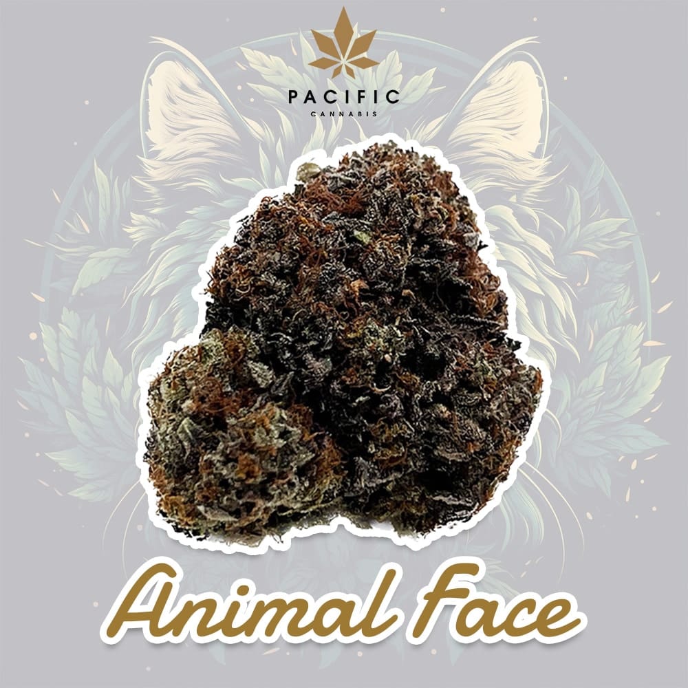 Buy Animal Face – Craft Cannabis online