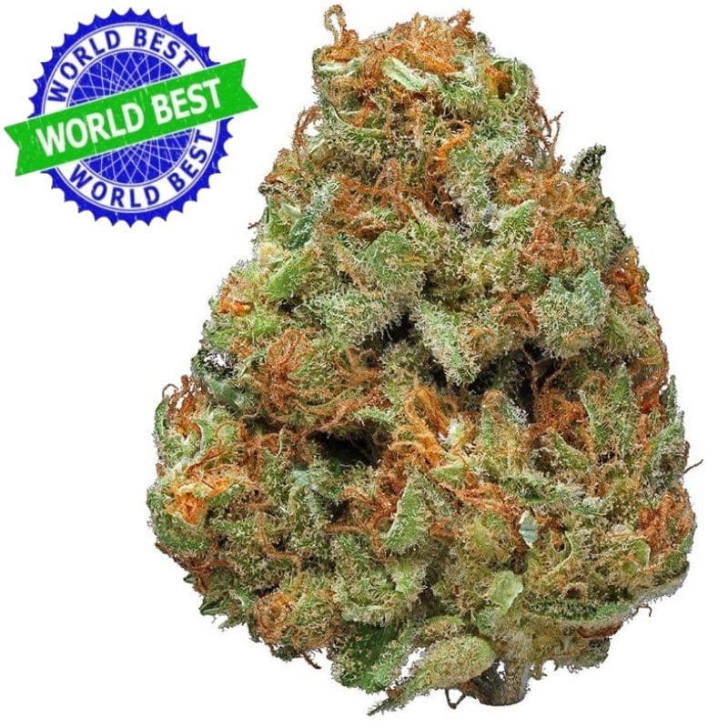 Kaufen Sie Cali Haze Strawberry Indoor CBD Blüten 10g online