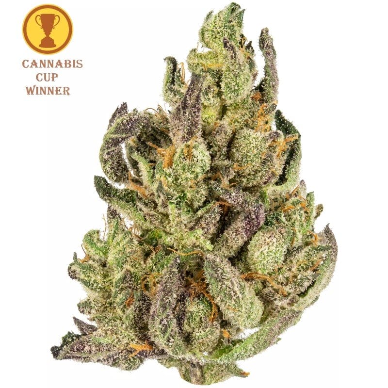 Kaufen Sie Cup Winner Citrus Kush Indoor CBD Blüten 10g online