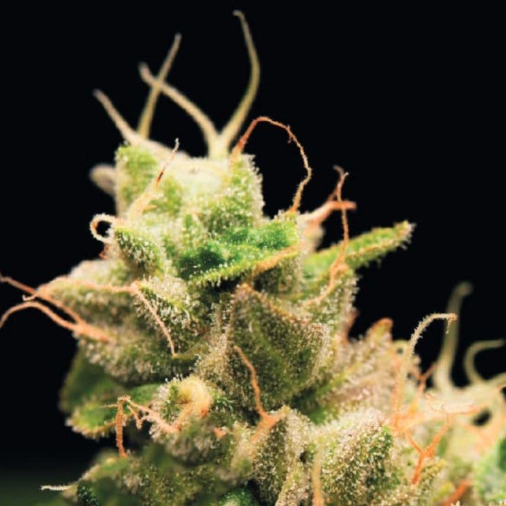 Kaufen Sie Lemon Skunk Feminisierte 5 Samen online