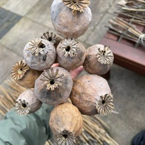 Papaver somniferum kaufen | Papaver somniferum kaufen in Deutschland